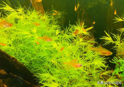 鱼缸铺石头还是裸缸好 适度造景与裸缸哪个对鱼有利