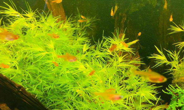 鱼缸铺石头还是裸缸好