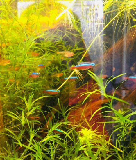 鱼缸铺石头还是裸缸好