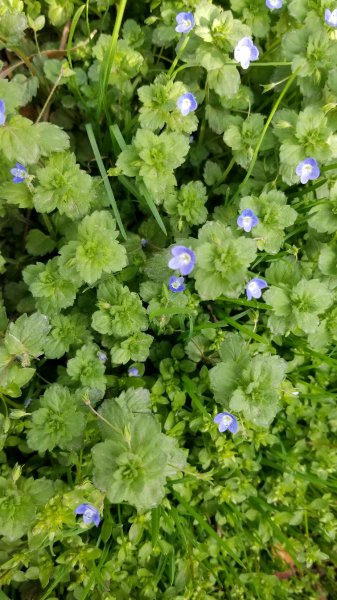 阿拉伯婆婆纳是什么植物