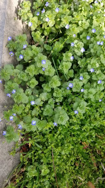 阿拉伯婆婆纳是什么植物