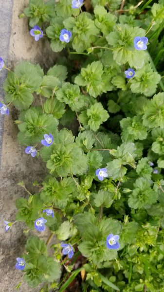 阿拉伯婆婆纳是什么植物