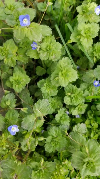 阿拉伯婆婆纳是什么植物