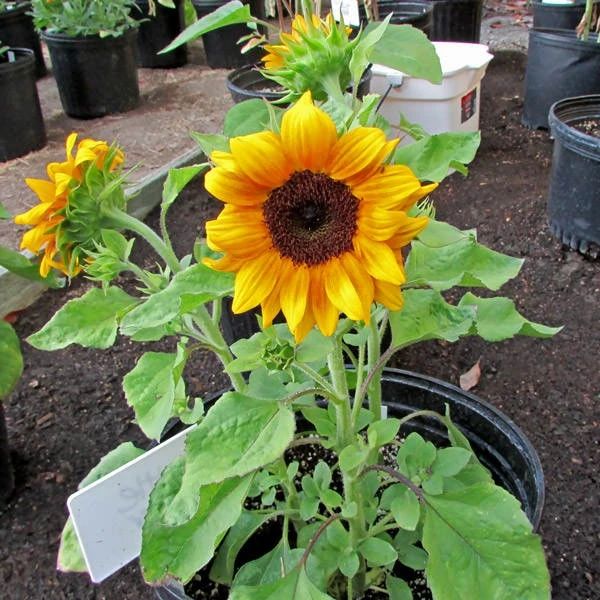 向日葵好养吗应该怎么养殖