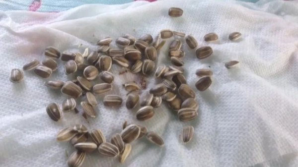 向日葵好养吗应该怎么养殖