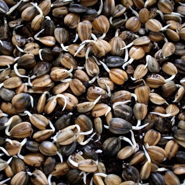 向日葵好养吗应该怎么养殖