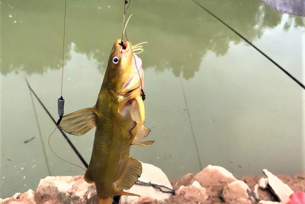 钓黄辣丁最佳时间是什么时候