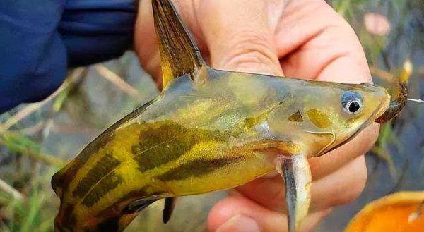 钓黄辣丁最佳时间是什么时候