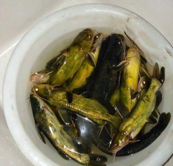 钓黄辣丁最佳时间是什么时候