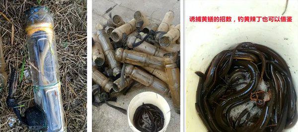 钓黄辣丁最佳时间是什么时候