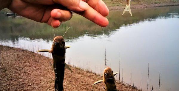 钓黄辣丁最佳时间是什么时候