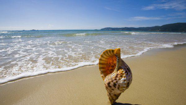 海螺为什么会有大海的声音