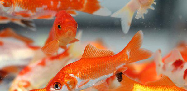 金鱼多久换一次水比较好