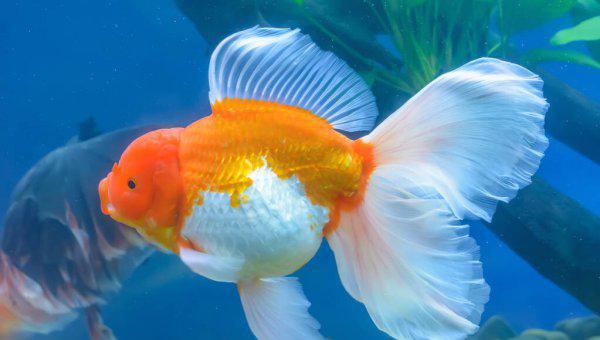 金鱼多久换一次水比较好