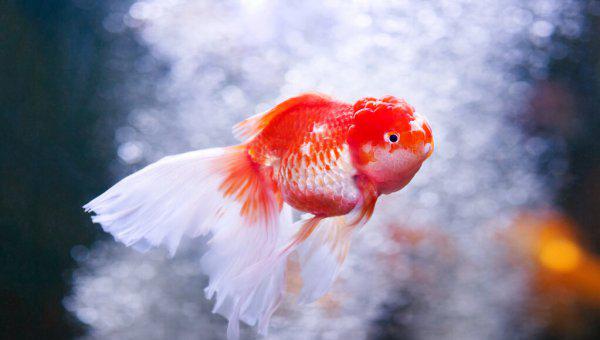 金鱼多久换一次水比较好