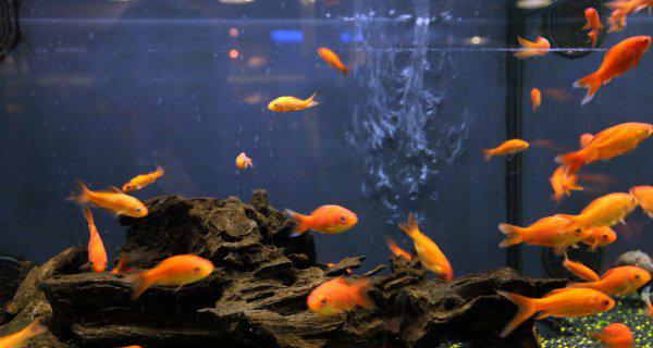 金鱼多久换一次水比较好