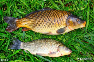 鲤鱼是什么鱼有什么特点 鲤鱼的生物特性以及觅食习性