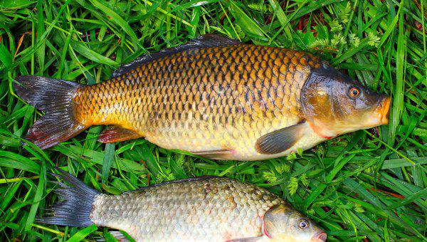 鲤鱼是什么鱼有什么特点