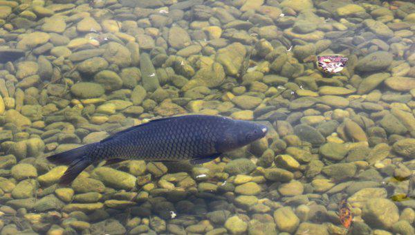鲤鱼是什么鱼有什么特点