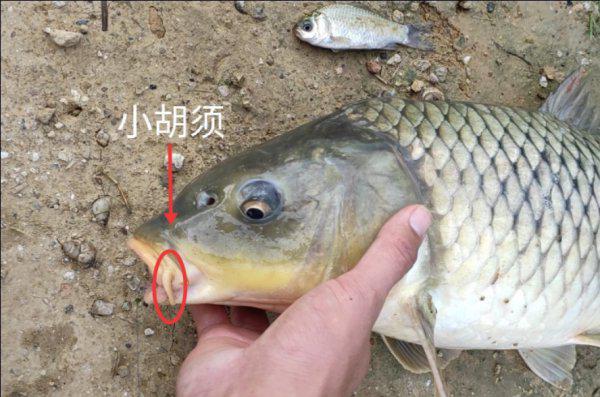 鲤鱼是什么鱼有什么特点