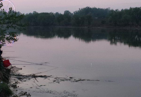 鲤鱼是什么鱼有什么特点