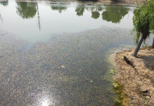 鲤鱼是什么鱼有什么特点