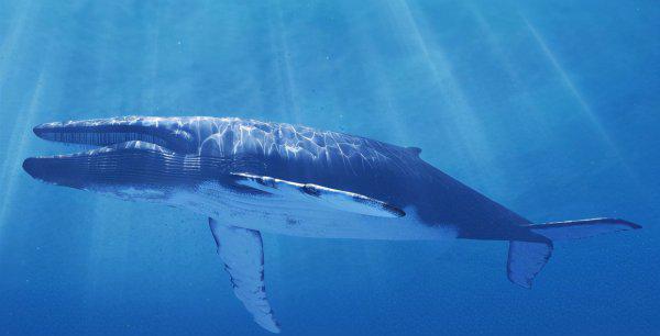 恐龙灭绝距今多少年