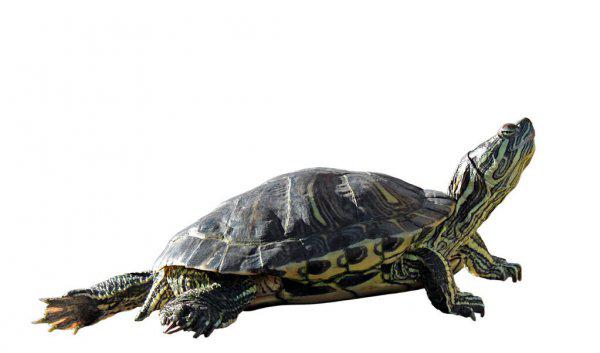 乌龟和王八一样吗