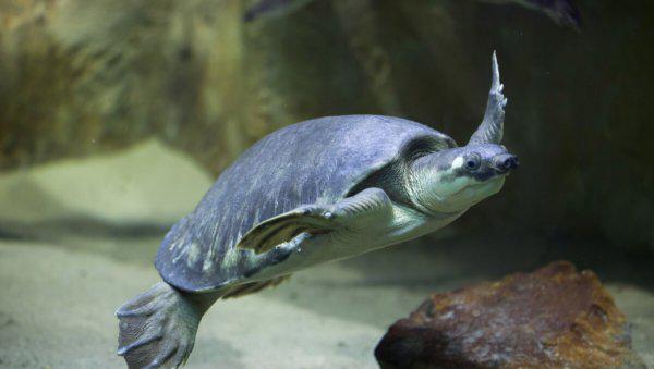 乌龟和王八一样吗