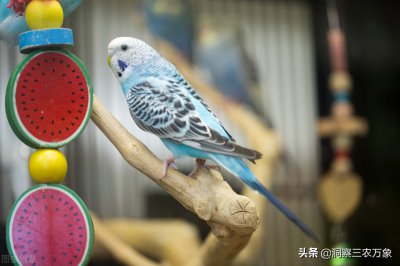 小鹦鹉怎么喂养方法 养殖小鹦鹉的技巧和注意事项