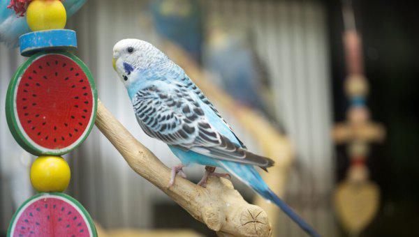 小鹦鹉怎么喂养方法