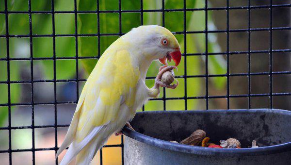 小鹦鹉怎么喂养方法
