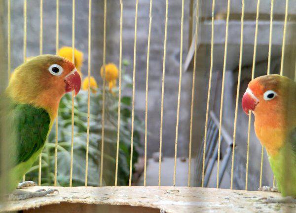 小鹦鹉怎么喂养方法