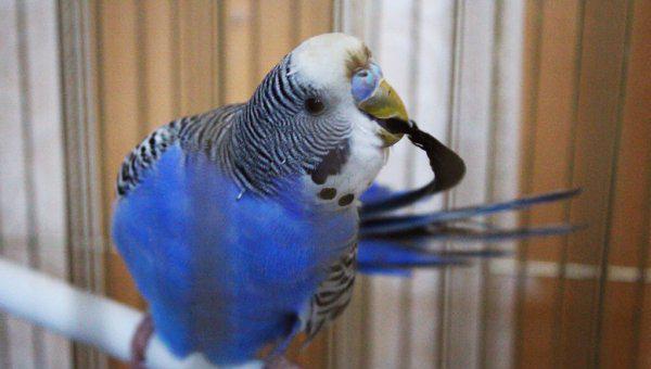 小鹦鹉怎么喂养方法