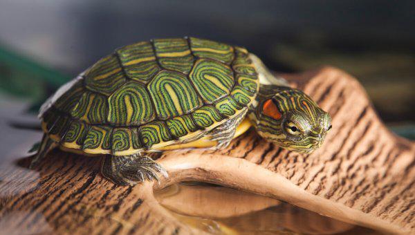 乌龟的特点以及象征意义