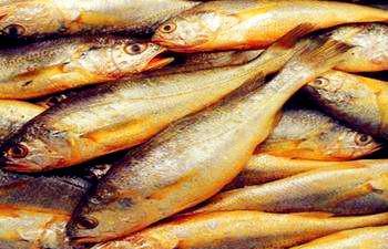 黄鱼是淡水鱼还是海水鱼