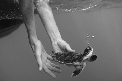 放生鱼有什么寓意和福报吗