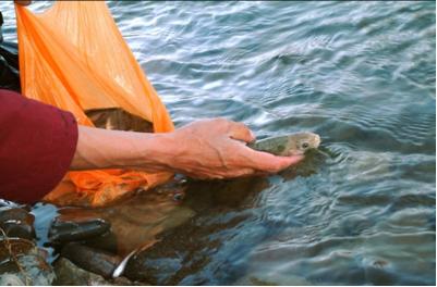 放生鱼有什么寓意和福报吗