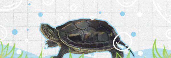 珍珠龟的正确饲养方法