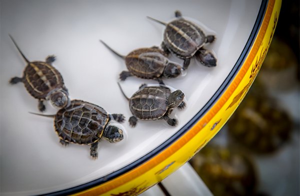 乌龟可以吃鱼饲料吗