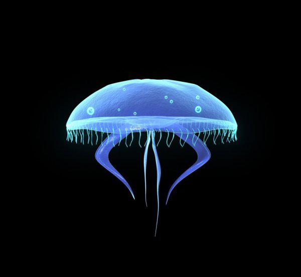 家养水母吃什么食物