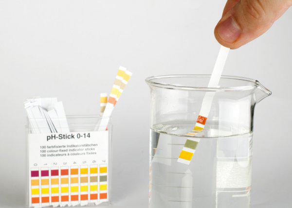 家养水母吃什么食物