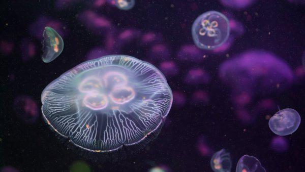 家养水母吃什么食物