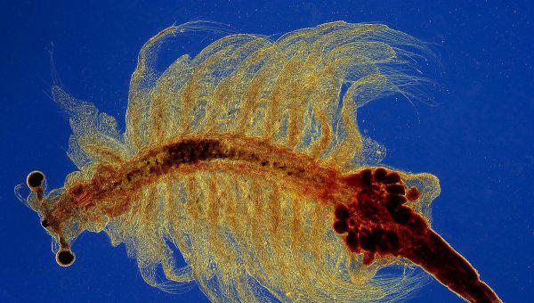 家养水母吃什么食物