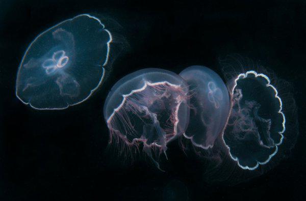 家养水母吃什么食物