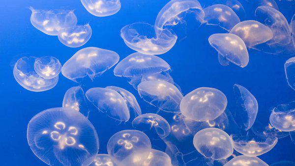 家养水母吃什么食物