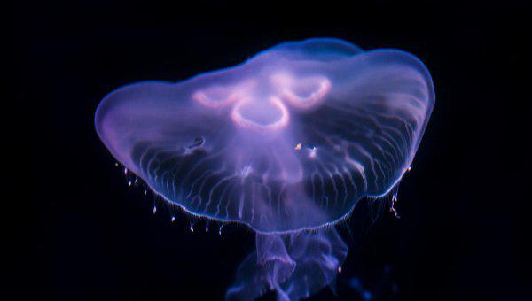 家养水母吃什么食物