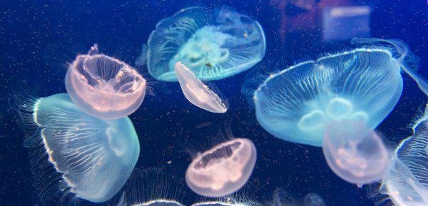 家养水母吃什么食物