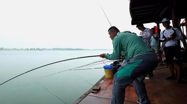 钓鲢鳙有口打不到鱼怎么回事