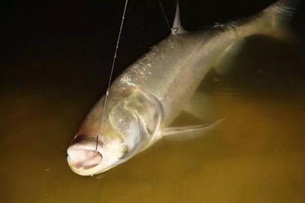 钓鲢鳙有口打不到鱼怎么回事